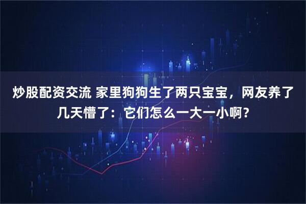 炒股配资交流 家里狗狗生了两只宝宝，网友养了几天懵了：它们怎么一大一小啊？