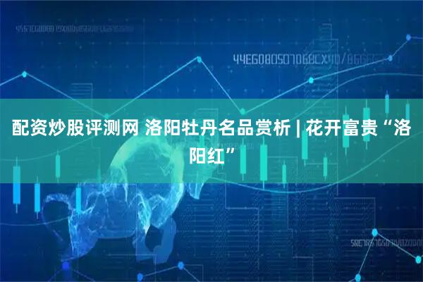 配资炒股评测网 洛阳牡丹名品赏析 | 花开富贵“洛阳红”